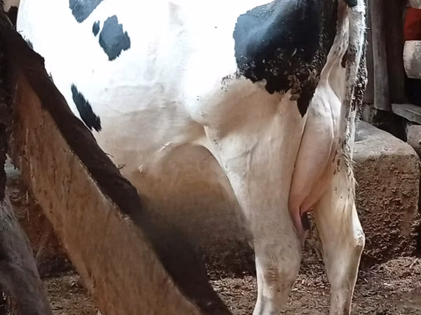 Ng'ombe jike, Banda la Holstein