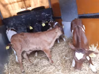 公牛, Limousin cow — 照片 1