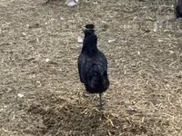 Chickens — फ़ोटो 5