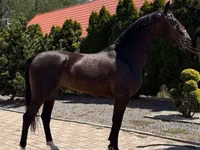 Caballo, Dutch warmblood horse — foto 5