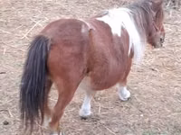 घोड़ी, Miniature horse — फ़ोटो 2
