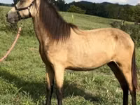 Stute, Rocky Mountain Horse — Foto 2