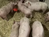 Pigs (batch, sex not specified) — photo 3