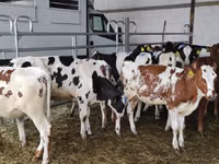 गाय, गोलस्टीन नस्ल — फ़ोटो 2