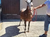 Yegua, Caballos — foto 4