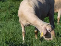 Oveja, Lacaune sheep — foto 1