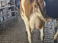 Kuh, Holstein-Rasse — Foto 2