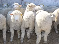 Carnero, Kuibyshev sheep — foto 2