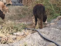 Toro, Ganado vacuno — foto 5