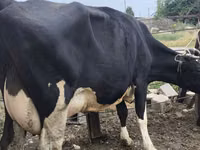 Ng'ombe jike, Russian Black pied cattle — picha 3
