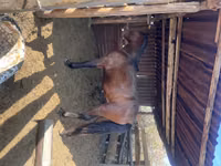 Caballo, Tiger horse — foto 2