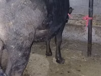 Ng'ombe jike, Ala-Tau breed — picha 3
