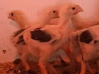 Chickens — 照片 5