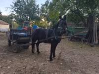 घोड़ा, Nonius horse — फ़ोटो 6