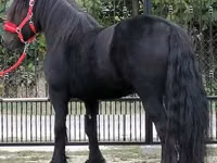 घोड़ा, Fell pony — फ़ोटो 2