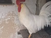 Leghorn — picha 2