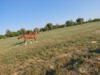 Hengst, Akhal-Teke — Foto 2