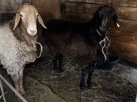 Ram, Rhon sheep — photo 7