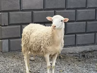 公羊, Hissar sheep — 照片 1