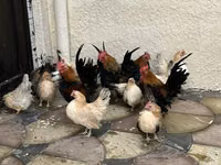 Chickens — Foto 2
