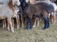 मेढ़ा, भेड़ — फ़ोटो 2