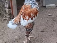 بليموث روك — الصورة 2