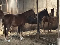 घोड़ा, Horse breed — फ़ोटो 1