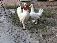 Chickens — Foto 3