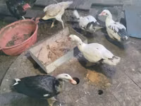 डोमेस्टिक मस्कोवी — फ़ोटो 1