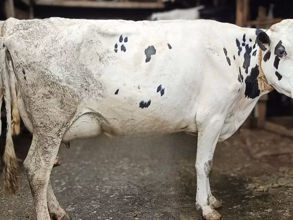 Cow, Russian Black pied cattle