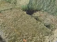 Lucerne/Alfalfa Hay — 照片 3