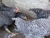 Chickens — foto 2