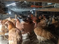 Gallinas Shamo — foto 2