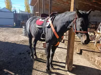 घोड़ा, Thoroughbred horse — फ़ोटो 2