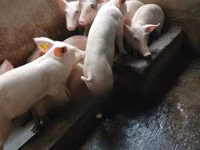 Pigs (batch, sex not specified) — photo 3