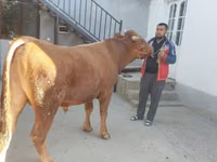 सांड, लिमोज़िन गाय — फ़ोटो 1
