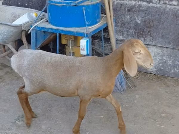 भेड़, Arashan sheep