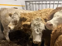 गाय, Simmental cattle — फ़ोटो 5