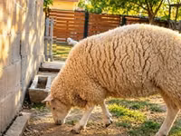 Kondoo jike, British  Milksheep — picha 2