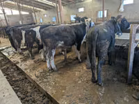 Toro, Karaku — foto 1