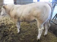 Bulle, Blonde d’Aquitane cattle — Foto 4