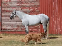 Farasi dume, Tennessee Walking Horse — picha 2
