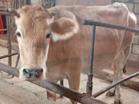 母牛, Simmental cattle — 照片 2