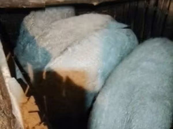 Pigs (batch, sex not specified), 