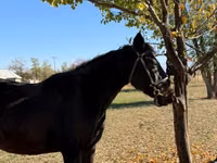 Farasi jike, Horse breed — picha 1