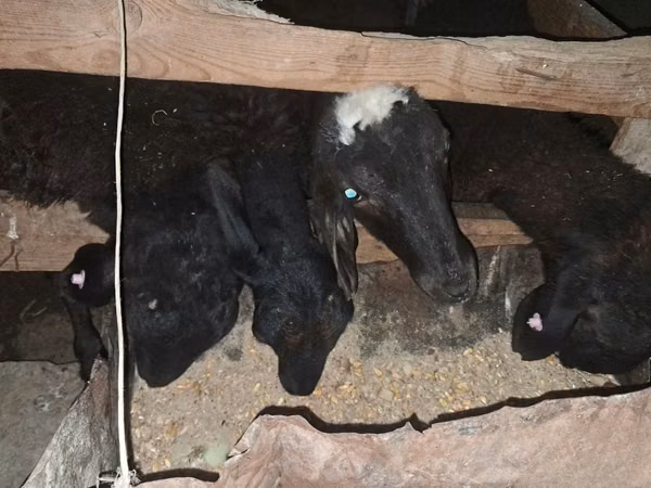 Dume la kondoo, Kondoo