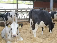 गाय, गोलस्टीन नस्ल — फ़ोटो 7