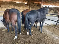 Caballo, Horse breed — foto 3