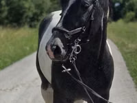 马匹（批次，未指定性别）, Horse breed — 照片 6