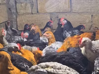 Chickens — picha 1